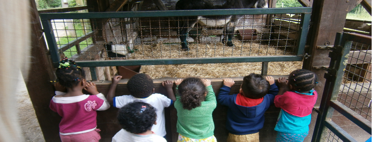 Un groupe d'enfants regardent un âne