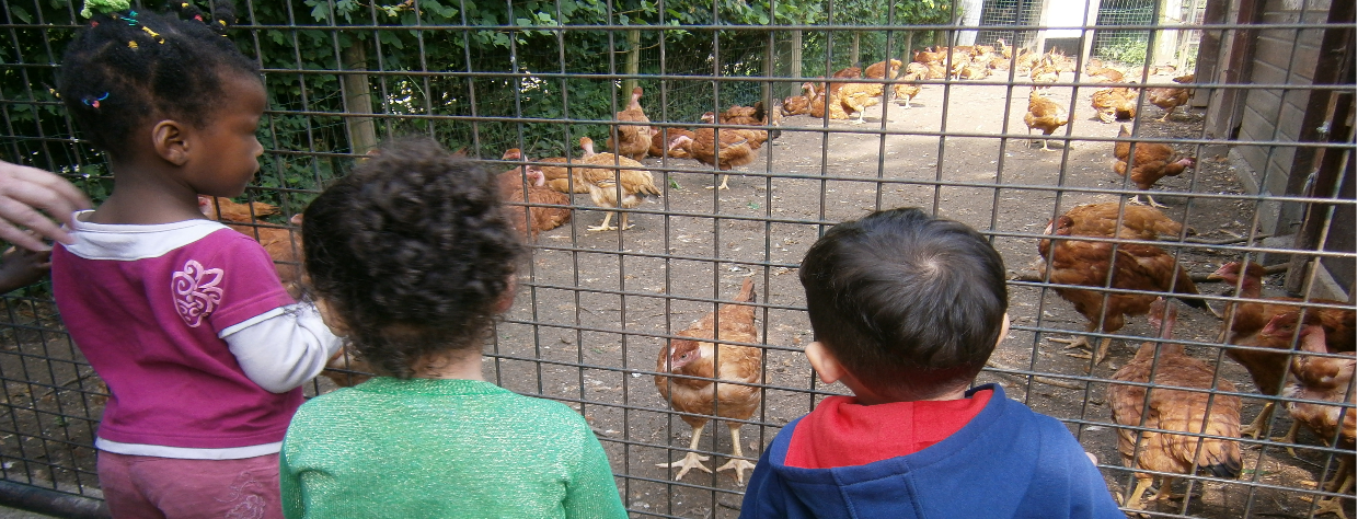 Un groupe d'enfants regarde le poulailler