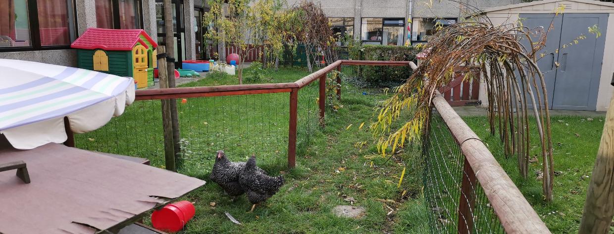 Poulailler aevc deux poules. En arrière plan il y a un jardin avec cabane en plastique