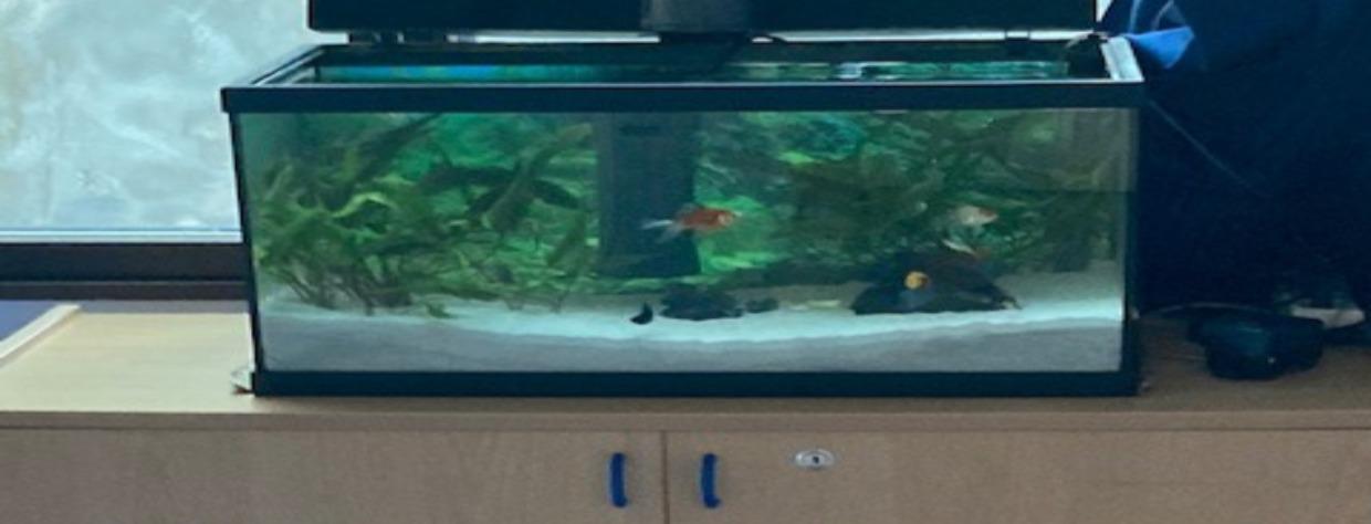 Aquarium avec un poisson